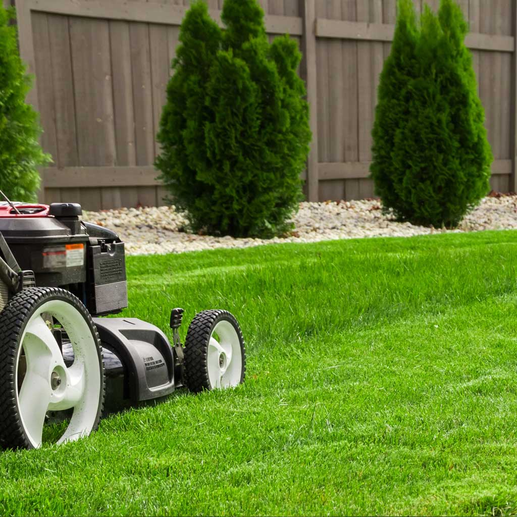 Grass Cutting Maintenance